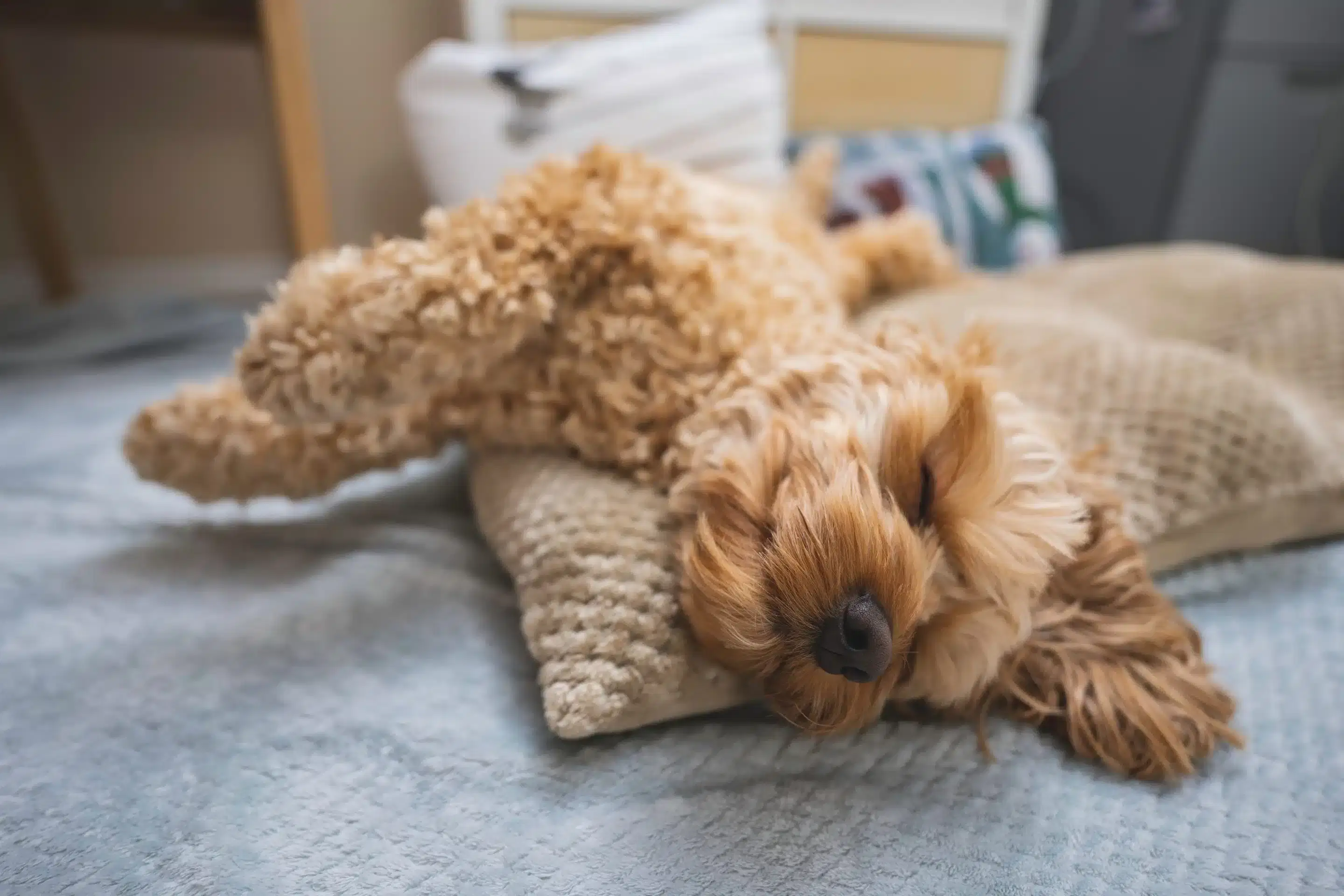 Young,Cockapoo,Puppy,Sleeping,On,Dog,Bed,,Apricot,Cockapoo,,Cockapoo